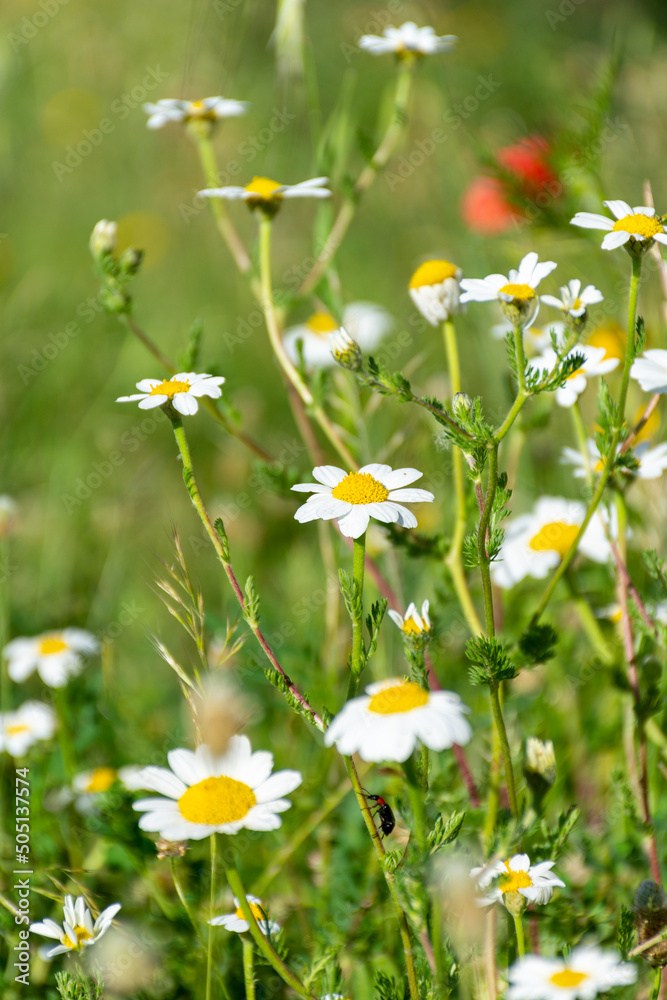 Fototapeta premium Close up of daisies in the meadow. Springtime concept.