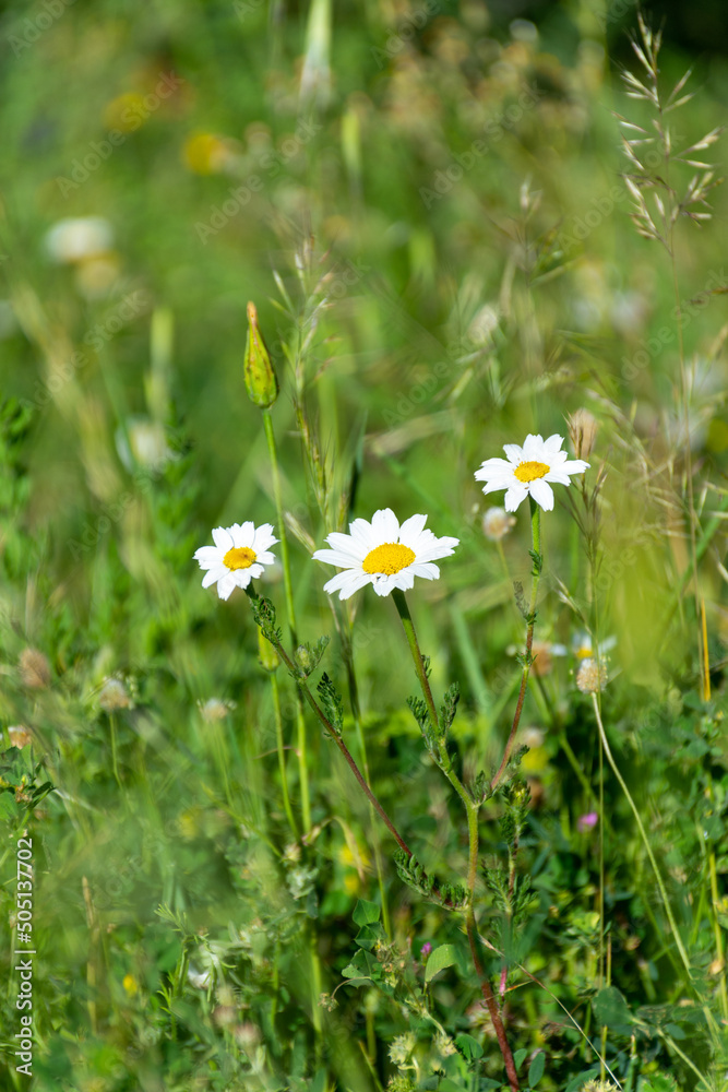 Close up of daisies in the meadow. Springtime concept. Close up of daisies in the meadow. Springtime concept.