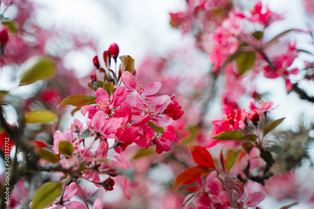 Fototapeta premium Praire Fire Crabapple bright pink blossom in April Spring