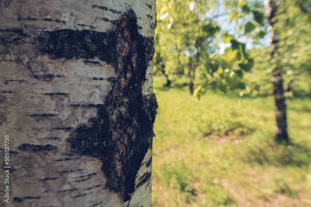Closeup of a birch tree bark, with green forest bokeh in the background, stock photography wallpaper with copy space. Selective focus, blurred background.