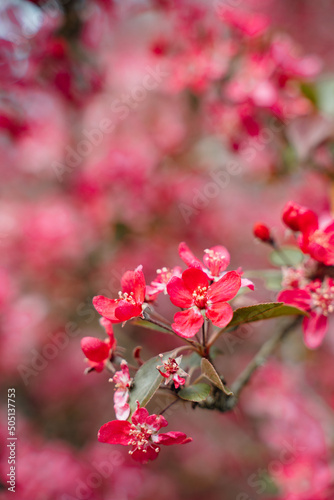 Praire Fire Crabapple bright pink blossom in April Spring photo