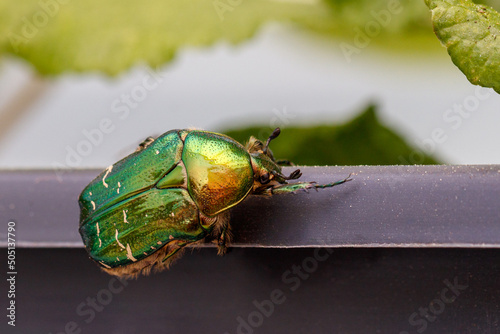 Rosenkäfer // Rose Beetle