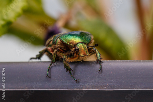 Rosenkäfer // Rose Beetle