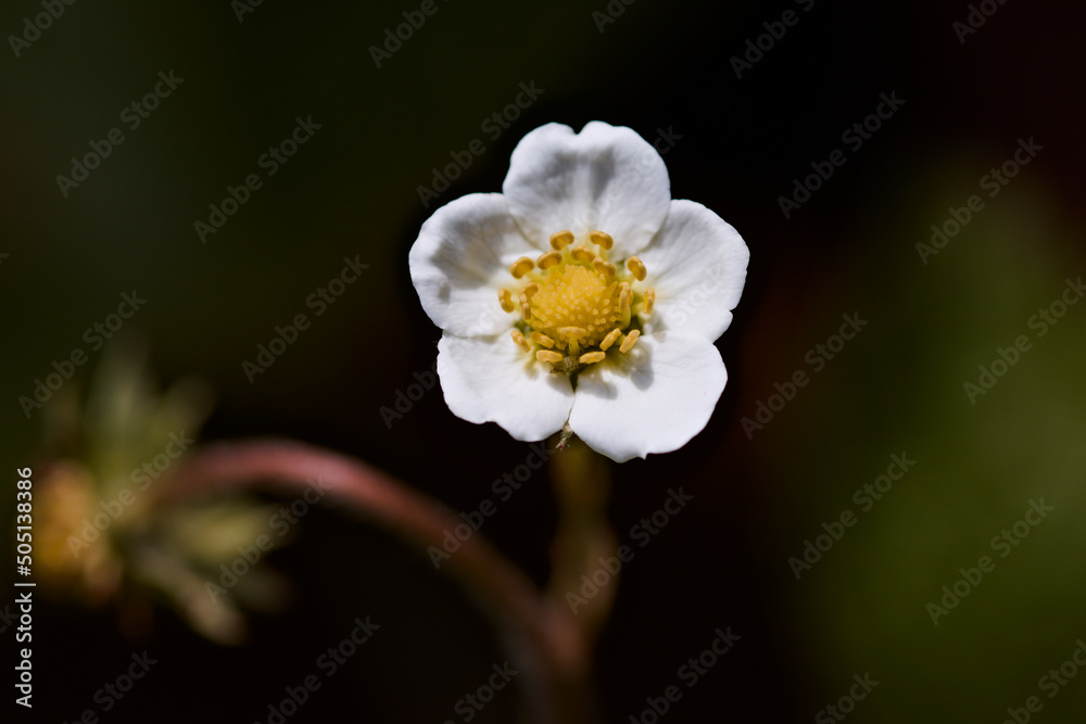 Obraz premium Strawberry flower