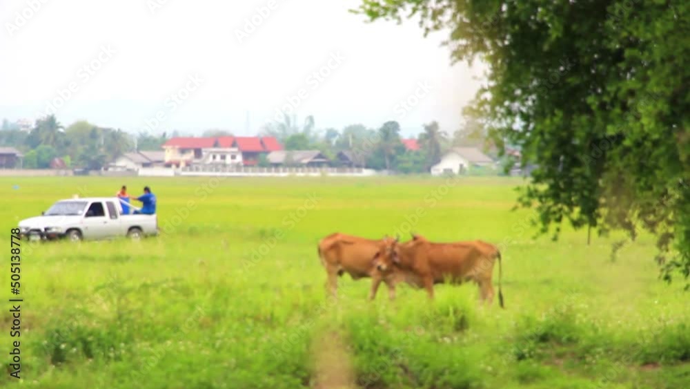Many cows naturally graze in the fields. Many cows naturally graze in the fields.