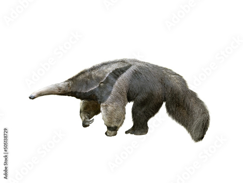 anteater, Myrmecophaga tridactyla, isolated on white background © fotomaster