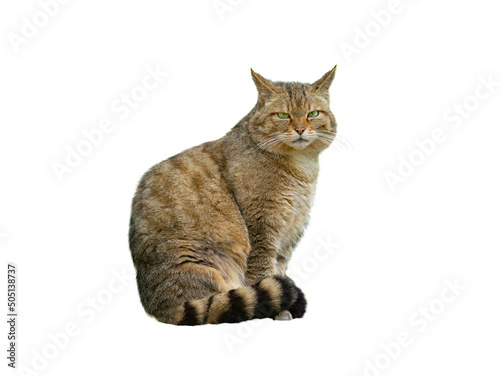 European wildcat, felis silvestris, isolated photo