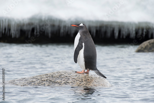 One Gentoo Penguin on the rock in Antarctica