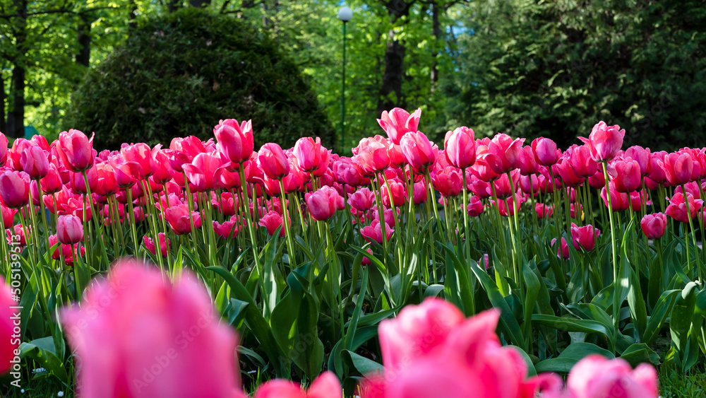 Pink tulips, flowerbed with tulips. Close-up. Long banner format