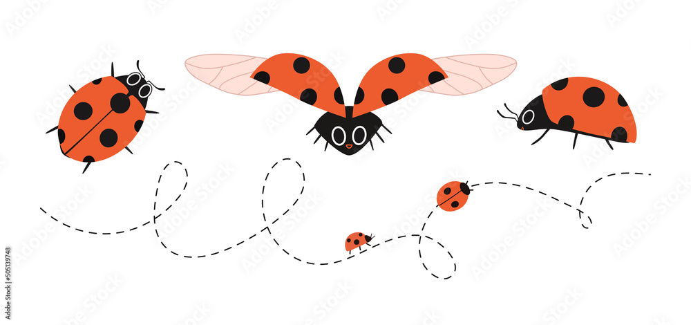 Cartoon ladybugs in different angles. Dotted line flying insects. Vector illustration of a red bug with wings, top and side and front. Hand drawn red spotted bug isolated. Cartoon ladybugs in different angles. Dotted line flying insects. Vector illustration of a red bug with wings, top and side and front. Hand drawn red spotted bug isolated.