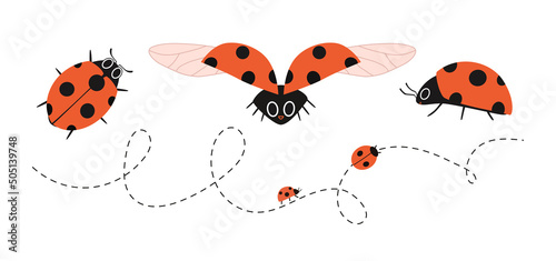 Cartoon ladybugs in different angles. Dotted line flying insects. Vector illustration of a red bug with wings, top and side and front. Hand drawn red spotted bug isolated. © Larisa Zaytseva
