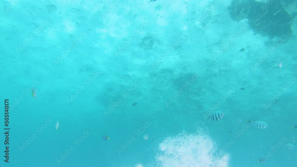 Diver with flippers swimming in tropical sea with fish, point of view. Diver with flippers swimming in tropical sea with fish, point of view.
