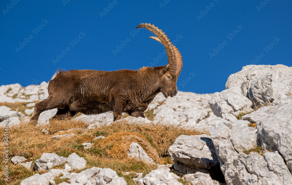 Alpine Ibex in the mountains