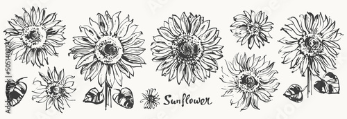 Hand drawn ink sunflower sketch set