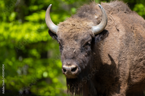 Portrait of male European wood bisons Wisent, Bison bonasus