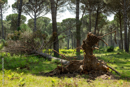 Old fallen tree in the forest