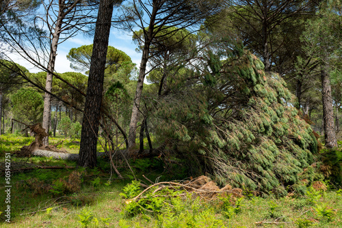 Old fallen tree in the forest