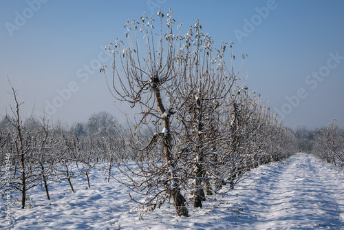 Apple orchard during winter in Rogow village, Lodz Province of Poland