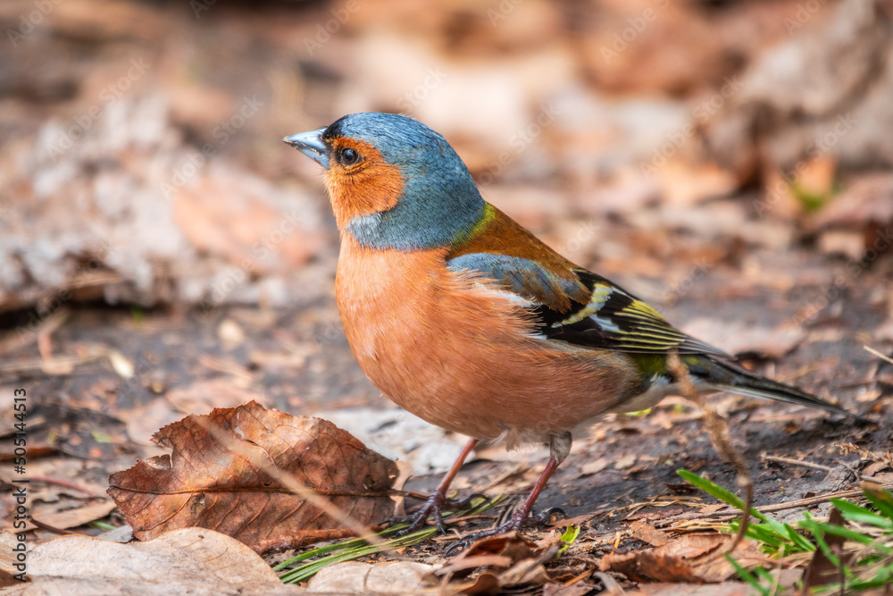 Common chaffinch, Fringilla coelebs, sits on the ground in spring. Common chaffinch in wildlife. Common chaffinch, Fringilla coelebs, sits on the ground in spring. Common chaffinch in wildlife.