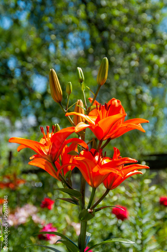 Beautiful flowering lilies