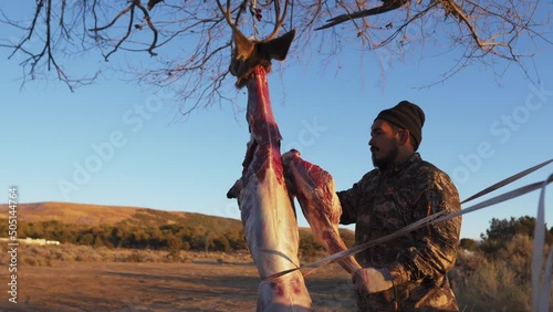 male hunter flaying a dead deer, hanging at branches of a tree. Colorado wilderness photo