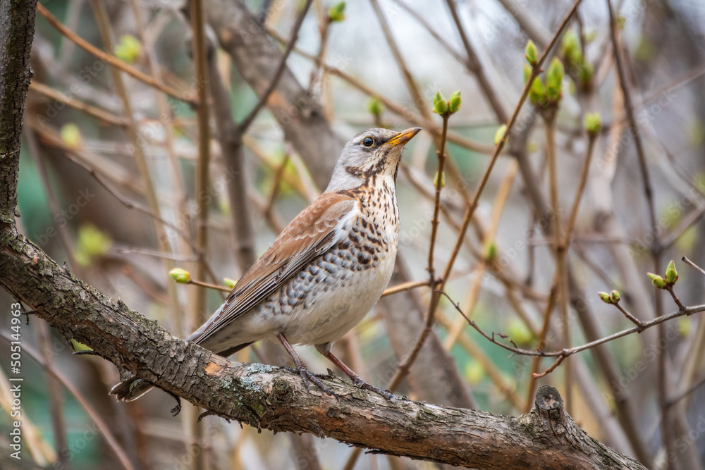 Fieldbird sits on a branch in spring with a blurred background. Fieldbird sits on a branch in spring with a blurred background.