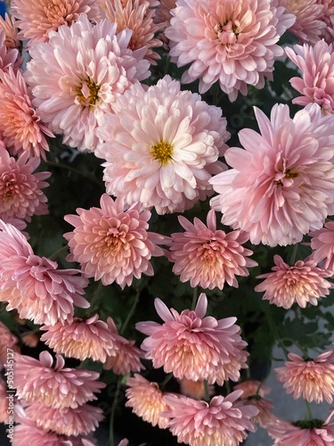 pink chrysanthemum flower - garden flower