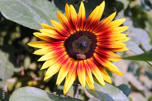 zweifarbige sonnenblume mit biene photo