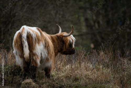 Принти на полотні Heilan coo