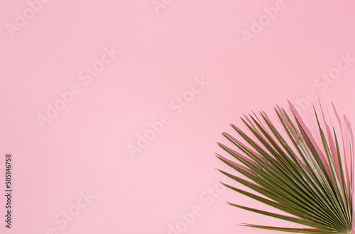 Exotic palm leaf on pastel pink background. Minimal tropical or summer concept. Nature idea. Copy space, flat lay.