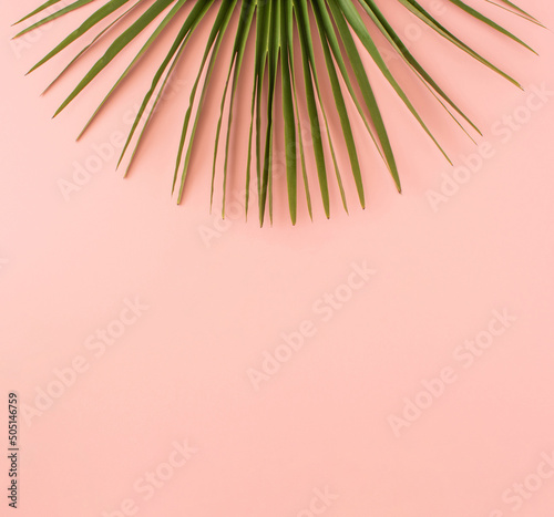 Green palm leaf on pastel pink background. Minimal summer or spring concept. Flat lay, copy space.