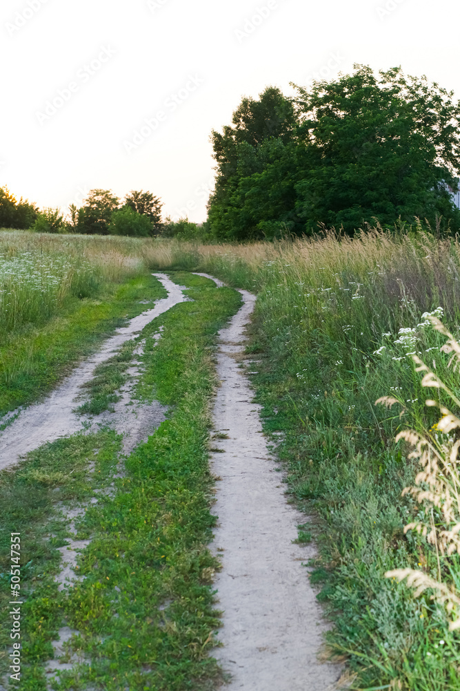 Naklejka premium Path in the forest among tall grass
