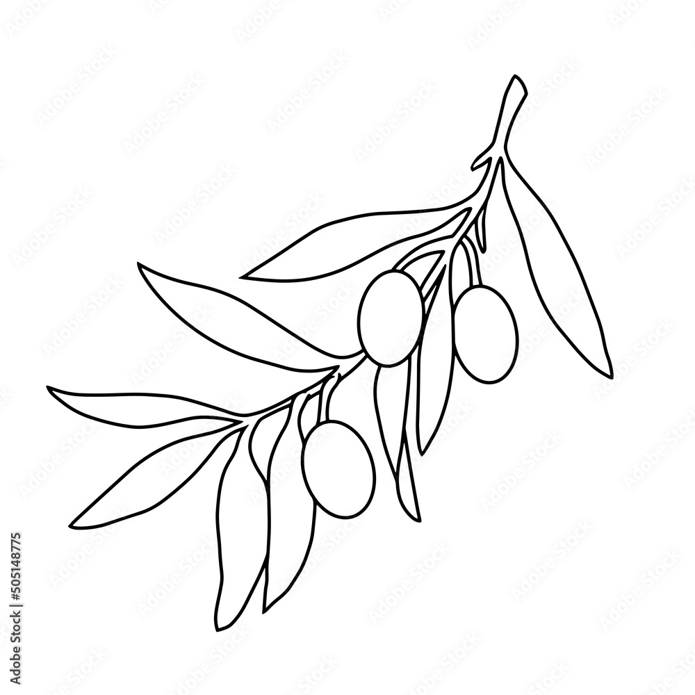 Olive branch with berries, monochrome botanical illustration , vector