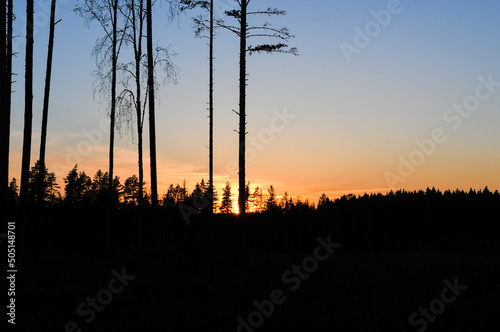 Sunset in logging area