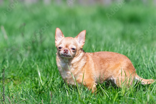 Red chihuahua dog siting on green grass. Selective focus... © alexbush
