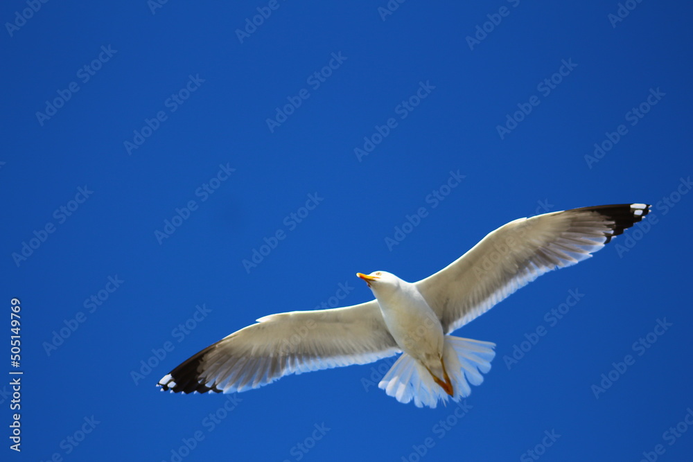seagull in the sky seagull in the sky