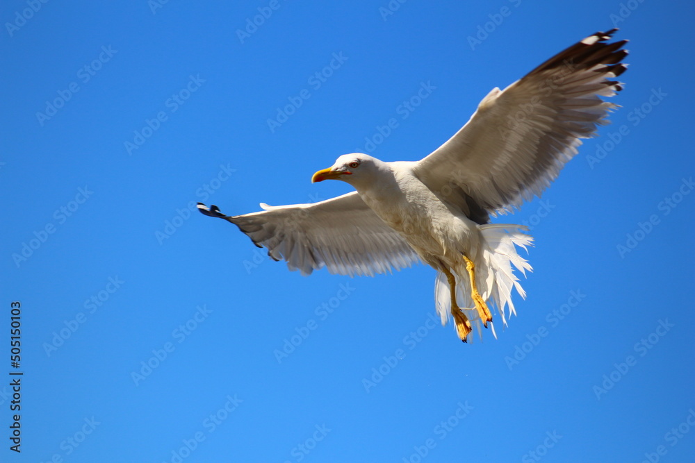Obraz premium seagull in the sky