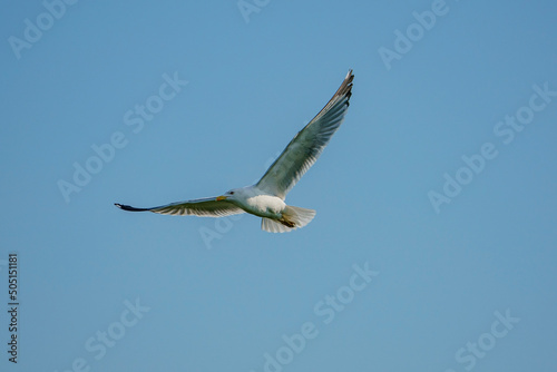 Yellow-legged Gull (Larus michahellis) soaring in a blue sky