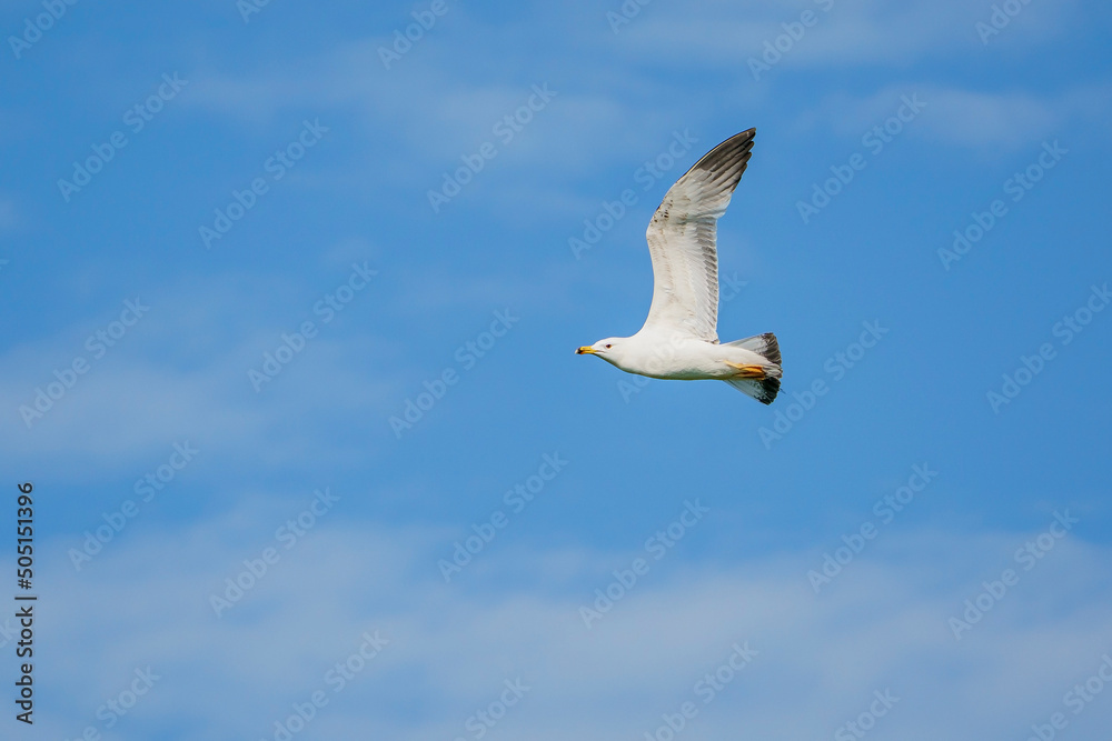 Yellow-legged Gull (Larus michahellis) soaring in a blue sky Yellow-legged Gull (Larus michahellis) soaring in a blue sky