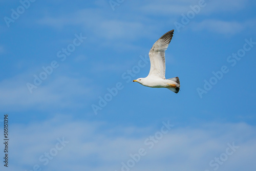 Yellow-legged Gull  Larus michahellis  soaring in a blue sky