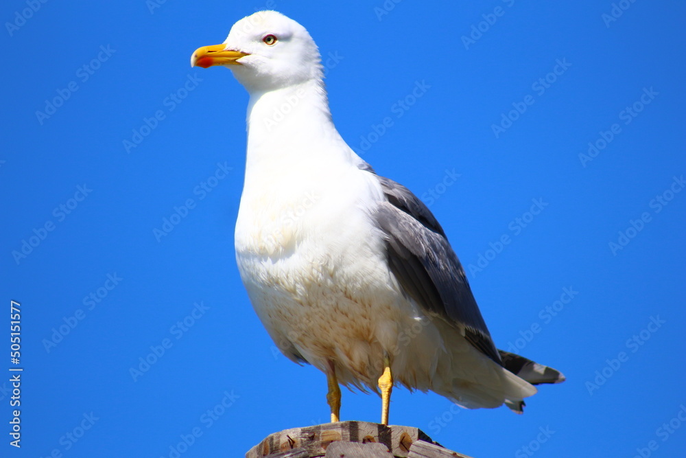 flowers and birds are natural lifes beatuy flowers and birds are natural lifes beatuy