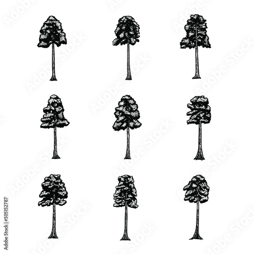 coast redwood illustration isolated on background	