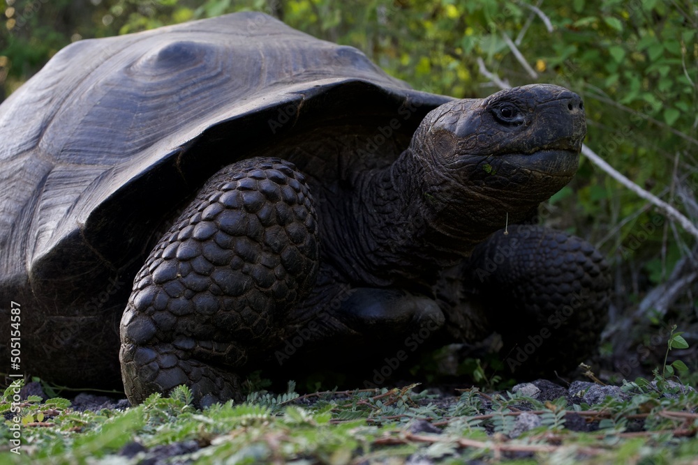 Naklejka premium Galapagos turtle on the grass