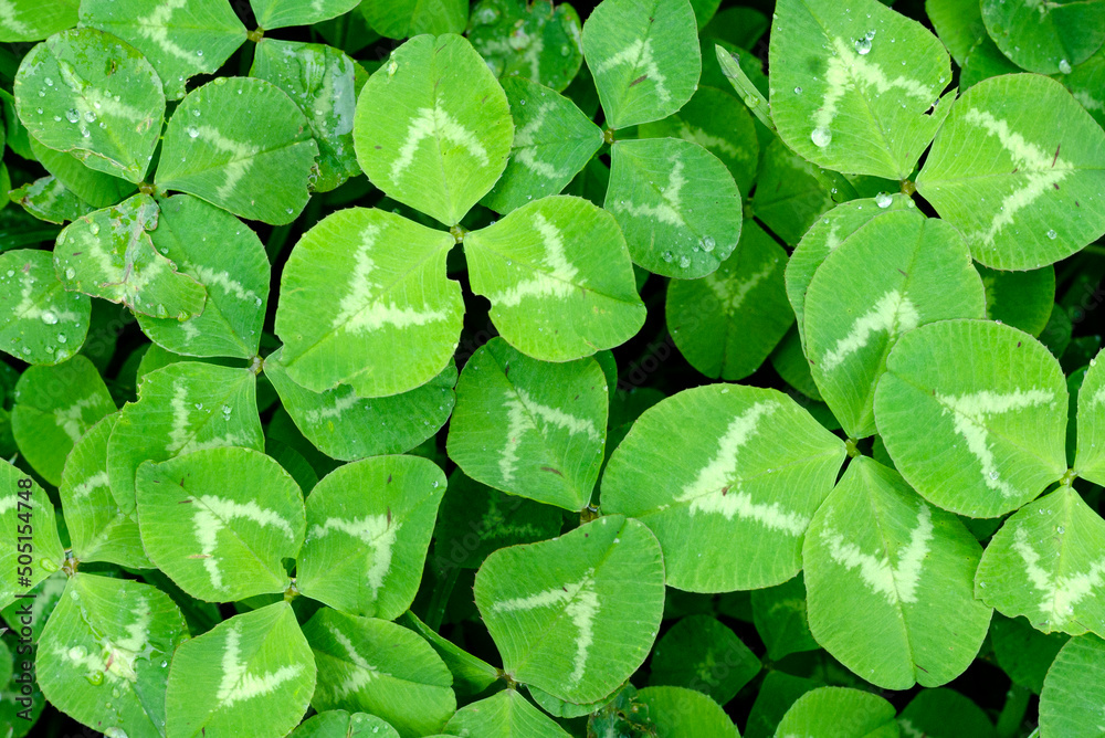 Lucky Irish four leaf clover in a field, for the symbol of the holiday of St. Patrick's Day. Trefoil.