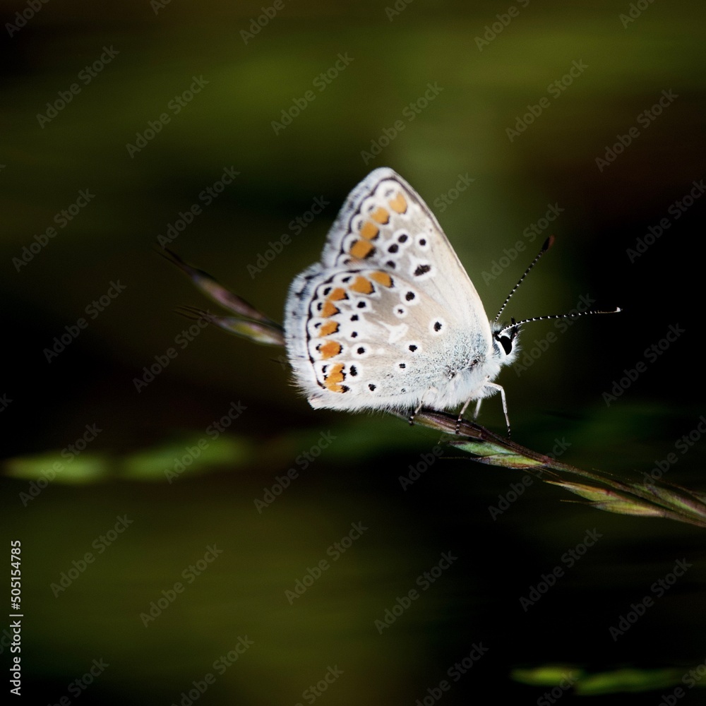 Splendid butterfly named Azure or silver studded blue butterfly. Splendid butterfly named Azure or silver studded blue butterfly.