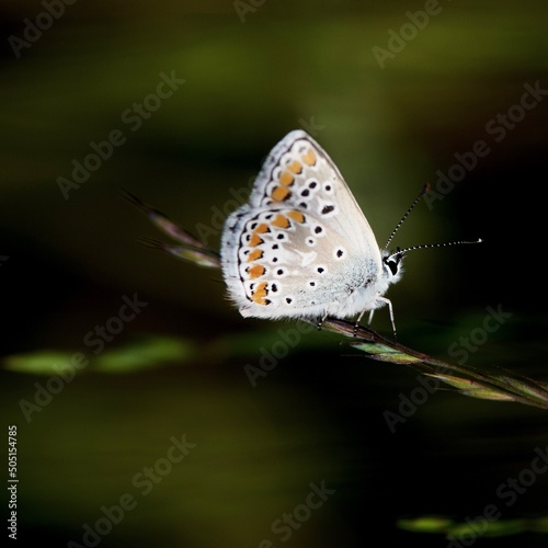 Splendid butterfly named Azure or silver studded blue butterfly.