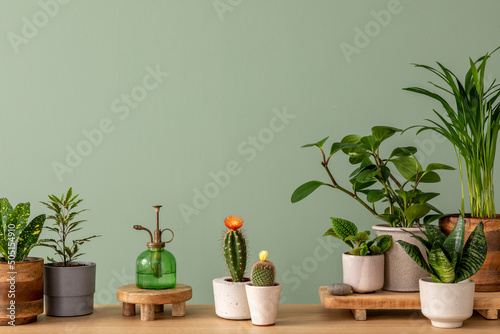Creative composition of botanic home interior design with lots of plants in classic designed pots and accessories on the wooden chest of drawers. Green wall. Nature and plants love concepts