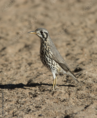 Groundscraper Thrush (Psophocichla litsitsirupa) Kgalagadi Transfortier Park, South Africa photo