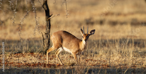 Steenbok (Raphicerus campestris) Mokala National Park, South Africa photo