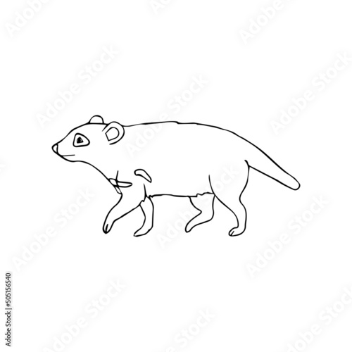 Vector hand drawn doodle sketch Tasmanian devil isolated on white background